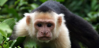 Hug the Monkey - Dr. Rick Hanson