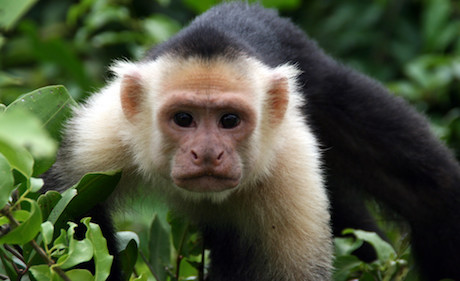 Hug the Monkey - Dr. Rick Hanson
