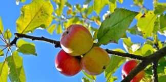 Water Your Fruit Tree (Nourish Yourself)