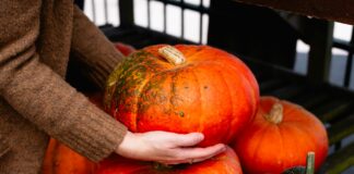 pumpkin patch