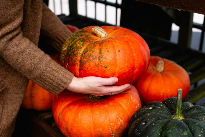 pumpkin patch