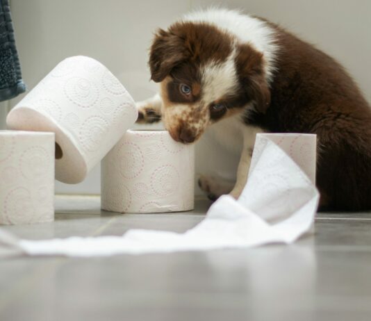 Eco-Friendly Toilet Paper